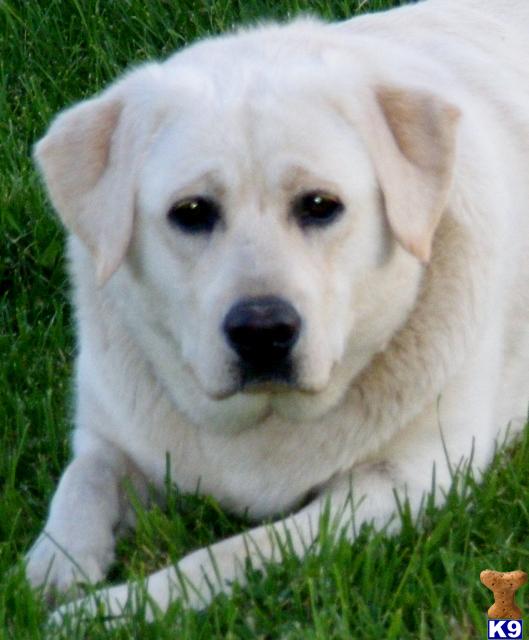 Labrador Retriever Puppies